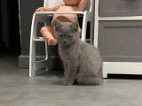 Chaton British Shorthair à vendre