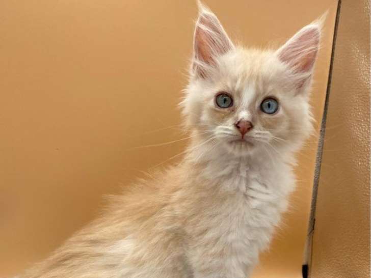 2 chatons Main Coon LOOF à vendre