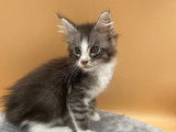 2 chatons Main Coon LOOF à vendre