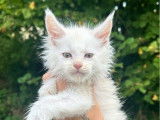 3 chatons mâles Maine Coons LOOF à réserver