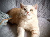 Un chaton British Shorthair mâle LOOF à réserver