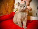 À vendre : un chaton mâle British Shorthair LOOF