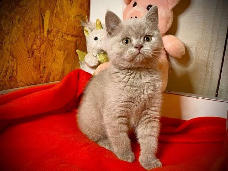 À vendre : un chaton mâle British Shorthair LOOF