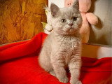 À vendre : un chaton mâle British Shorthair LOOF