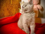 À vendre : un chaton mâle British Shorthair LOOF
