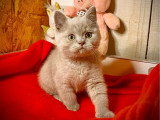 À vendre : un chaton mâle British Shorthair LOOF
