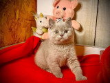 À vendre : un chaton mâle British Shorthair LOOF