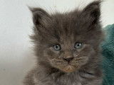 5 chatons Maine Coons LOOF à vendre