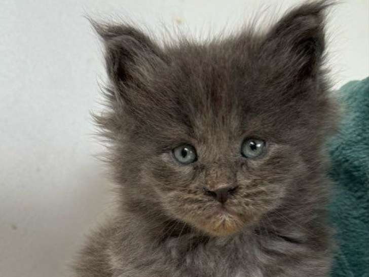 5 chatons Maine Coons LOOF à vendre