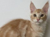 À vendre : 5 chatons Maine Coons LOOF