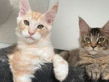 6 chatons Maine Coons LOOF à réserver