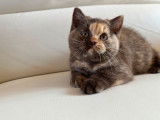 2 chatons British Shorthairs LOOF à vendre