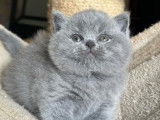 À vendre, un chaton femelle British Shorthair LOOF