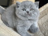 À vendre, un chaton femelle British Shorthair LOOF