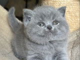 À vendre, un chaton femelle British Shorthair LOOF