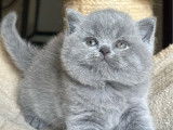 À vendre, un chaton femelle British Shorthair LOOF