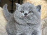 À vendre, un chaton femelle British Shorthair LOOF
