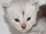 1 chaton Maine Coon mâle LOOF disponible à la réservation