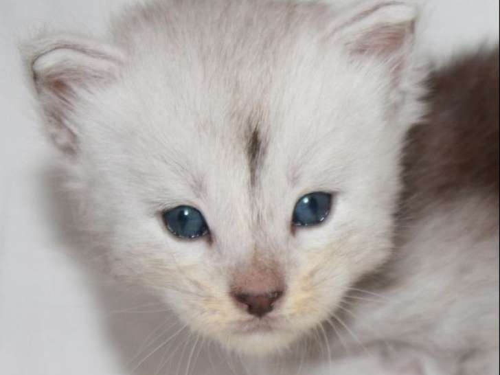 1 chaton Maine Coon mâle LOOF disponible à la réservation