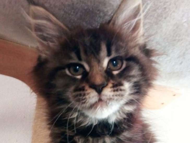 À vendre : un chaton femelle Maine Coon LOOF