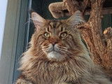 À vendre : un chaton femelle Maine Coon LOOF