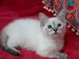 4 chatons Ragdolls LOOF à vendre