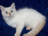 4 chatons Ragdolls LOOF à vendre