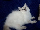 4 chatons Ragdolls LOOF à vendre