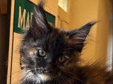 3 chatons Maine Coons LOOF &agrave; r&eacute;server