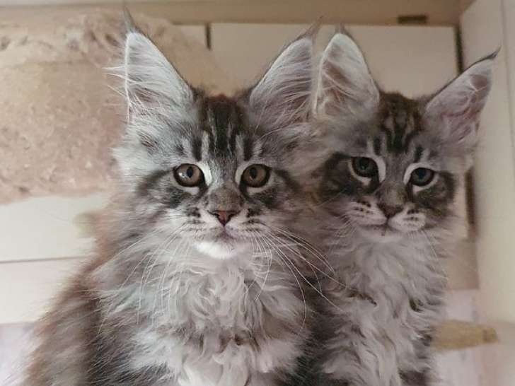 À réserver : 4 chatons Maine Coons LOOF