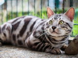 Un chat Bengal LOOF à vendre