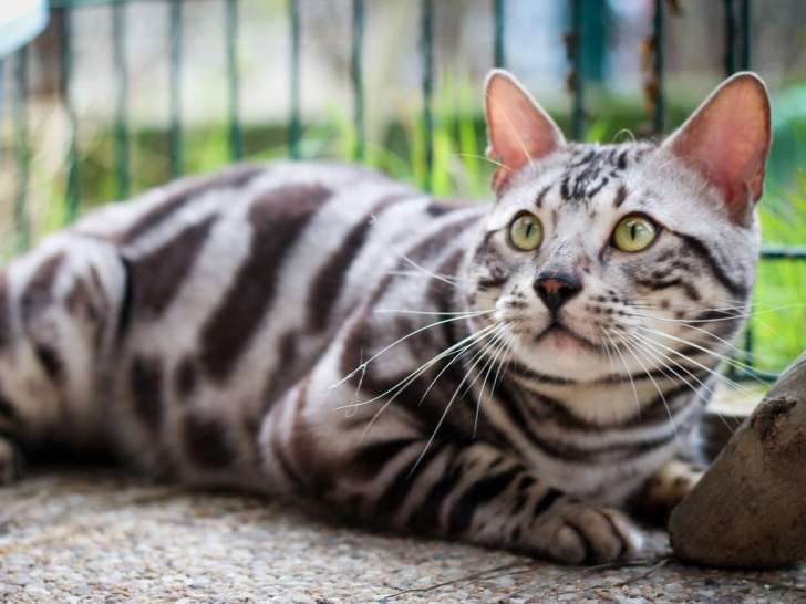 Un chat Bengal LOOF à vendre