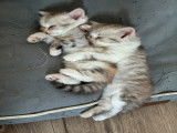 6 chatons Scottish Straight LOOF à vendre
