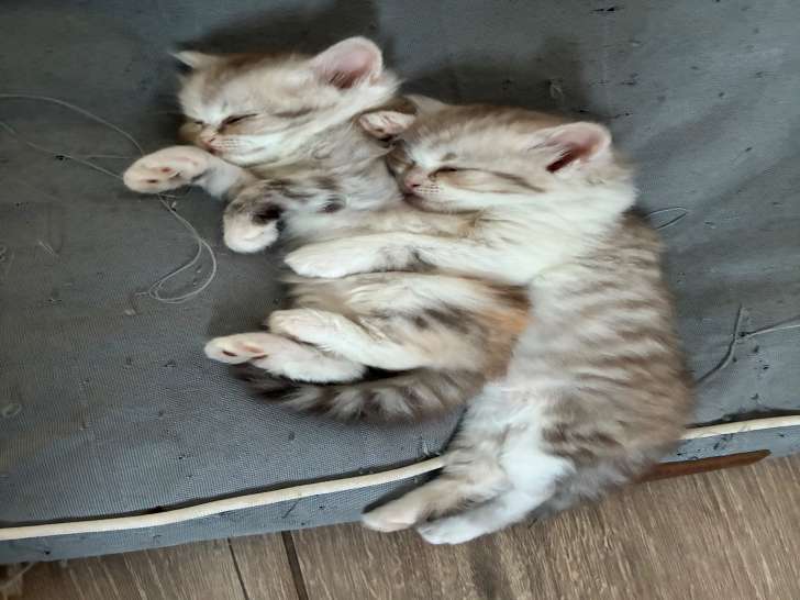 6 chatons Scottish Straight LOOF à vendre