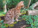 À vendre, un chat Bengal LOOF