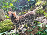 À vendre, un chat Bengal LOOF
