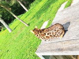 À vendre, un chat Bengal LOOF