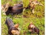 À vendre, un chat Bengal LOOF