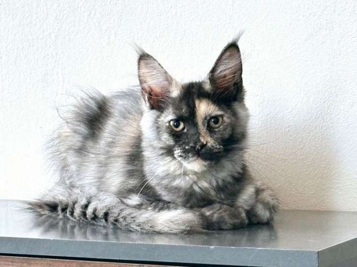 Une chatonne Maine Coon LOOF disponible à la vente