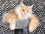À vendre, un chat Maine Coon LOOF