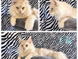 À vendre, un chat Maine Coon LOOF