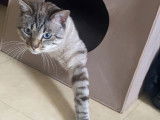 Male Siamois disponible pour saillie