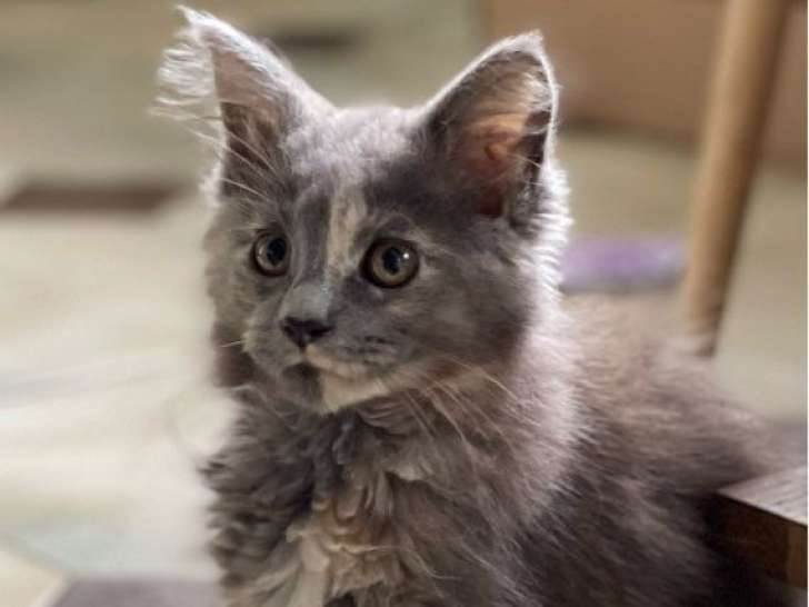 À réserver, chatons Maine Coons LOOF