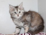 2 chatonnes Maine Coons LOOF à vendre