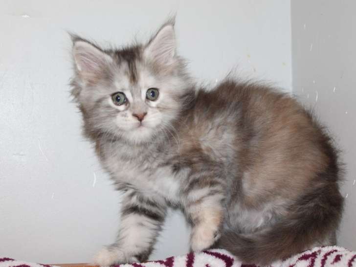 2 chatonnes Maine Coons LOOF à vendre