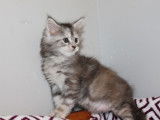 2 chatonnes Maine Coons LOOF à vendre