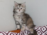 2 chatonnes Maine Coons LOOF à vendre