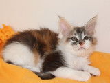 2 chatonnes Maine Coons LOOF à vendre