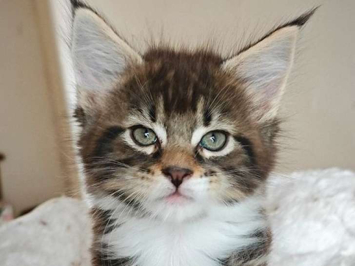 1 chaton Maine Coon femelle LOOF à vendre