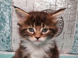 1 chaton Maine Coon femelle LOOF à vendre
